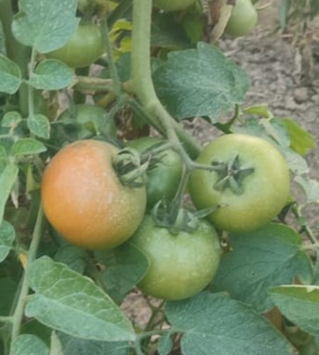 farm4