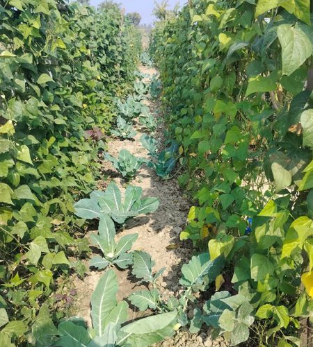 farm7