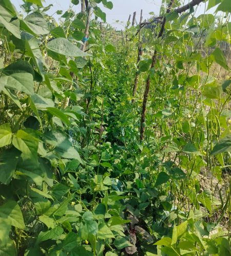 farm8